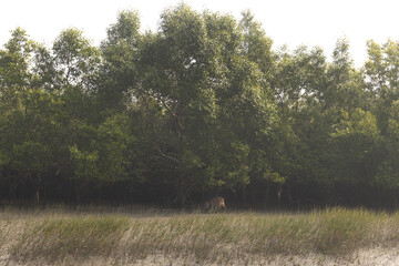Cheetal deer in mangrove habitat at Sundarban tiger reserve, India