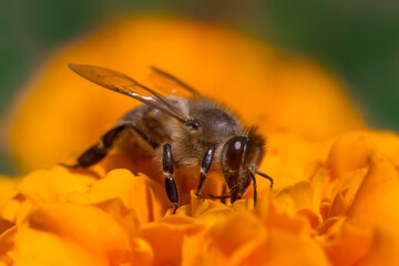 bee gathering pollen on orange marigold flower