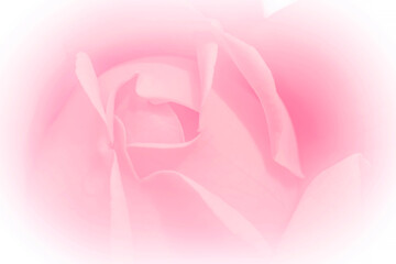 close upof pink rose flower with illuminated edges