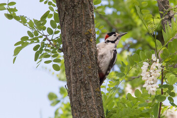 woodpecker sitting on trunk of acacia tree at spring