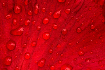 close up of petal of red rose covered with rain drops