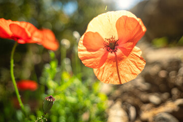 Sunlit wild poppies from low angles