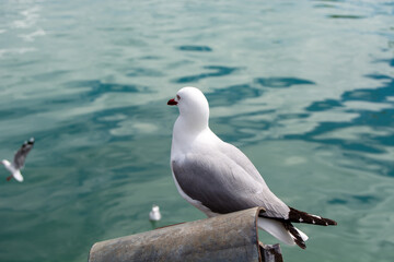 Seagull Perched by the Calm Sea