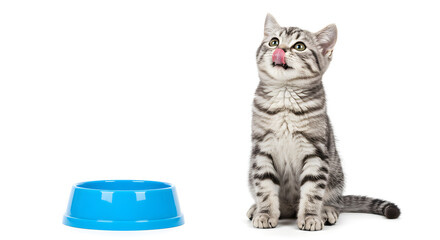 Adorable Gray Tabby Kitten Licking Nose Near Blue Bowl On Clean White Background