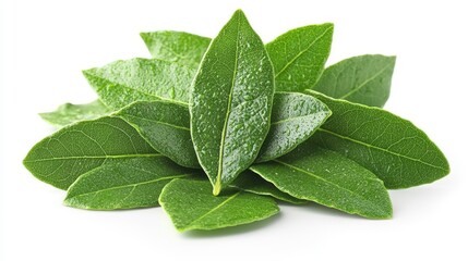 Obraz premium Pile of fresh, green leaves with water droplets, capturing natural beauty