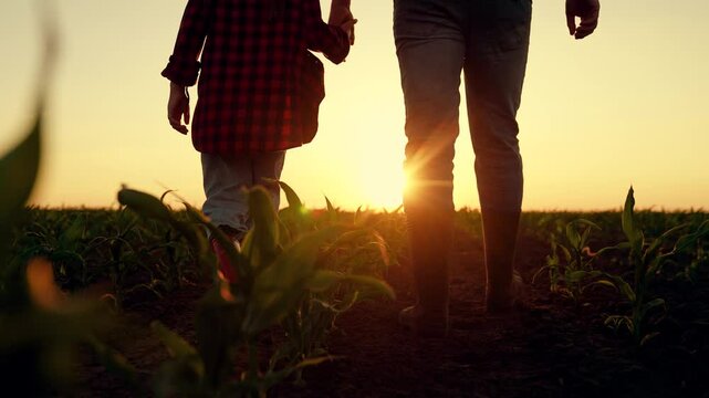 Family business, father, child walk together hand in hand on corn plantation. Farmer father, little daughter is playing in cornfield. Dad farmer, child go through corn field. Business Agriculture. Sun