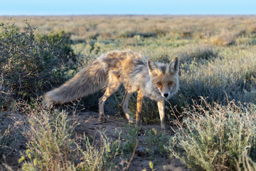 Red fox (Vulpes vulpes) female among Xylosalsola bushes (X. arbuscula) in natural steppe habitats...