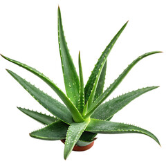 Fototapeta premium Aloe vera plant isolated on a transparent background