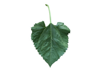 Isolated sunflower plants, flower head, leaf and top on transparent background.