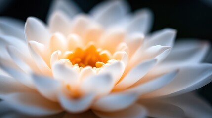 Fototapeta premium Close-up view of a delicate white water lily, showcasing its soft petals and vibrant orange center, illuminated by soft light. : Generative AI