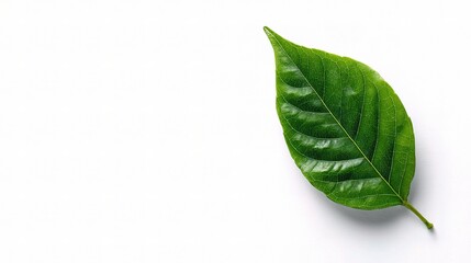 Fototapeta premium Vibrant Leaf: A singular, vivid green leaf, a symbol of nature's freshness and vitality, isolated in the shot, offering a striking contrast that evokes a sense of purity and growth.