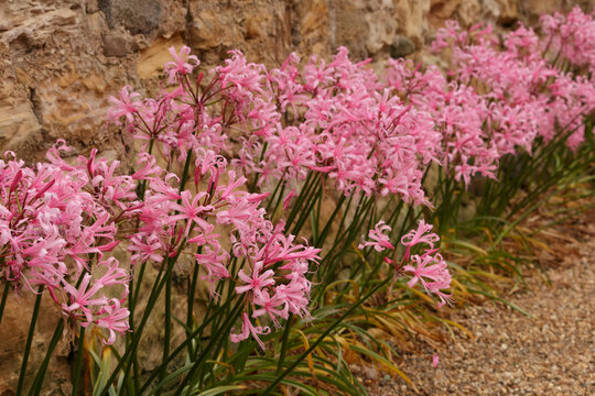 Row of pink nerine flowers by a stone wall in a garden
