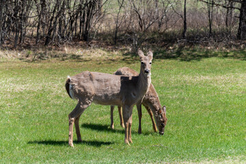 White-tailed Deer Feeding In An Urban Field In Spring In De Pere, Wisconsin