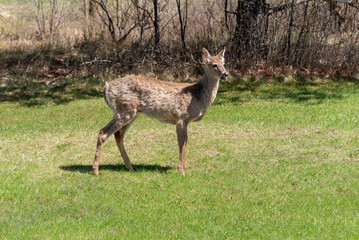 White-tailed Deer Feeding In An Urban Field In Spring In De Pere, Wisconsin