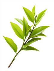 Fototapeta premium Fresh Green Tea Leaf Branch Isolated on White Background – AI Generated
