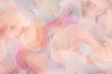 Colorful feather background, top view.