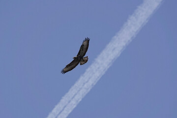 A Common Buzzard (Buteo buteo) flying against a plane's vapour trail