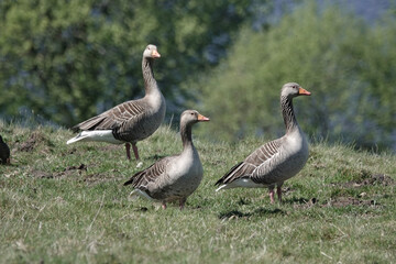 A trio of alert Greylag Geese (Anser anser)