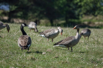 A Canada Goose (Branta canadensis) among Greylag Geese (Anser anser), in he United Kingdom