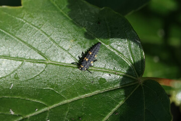 Larva of 7-spot Ladybird (Coccinella septempunctata)