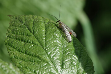 A Scorpionfly (Panorpa) in the British countryside