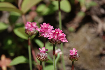 Flowers of Thrift (Armeria) in an ornamental garden