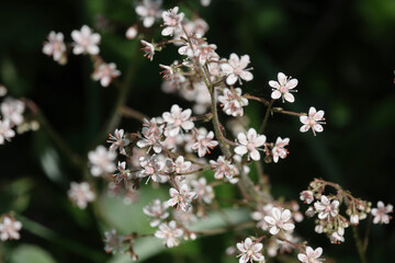 Flowers of Kidney Saxifrage (Saxifraga hirsuta)