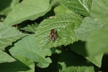 Eristalis nemorum, a species of hoverfly