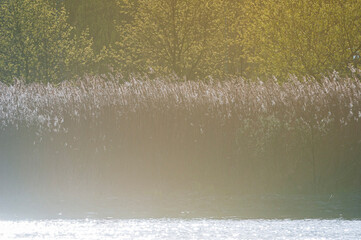 Reeds gracefully swaying by a calm river in Gothenburg, Sweden during a sunny day