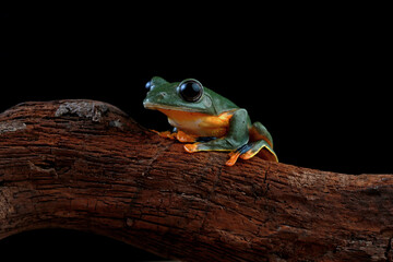 Rhacophorus reinwardtii, flying tree frog on the branch