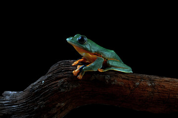 Rhacoporus reinwardtii, Flying tree frong on the branch