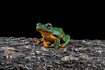 Rhacoporus reinwardtii, Flying tree frong on the branch
