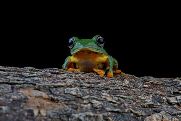 Rhacoporus reinwardtii, Flying tree frong on the branch