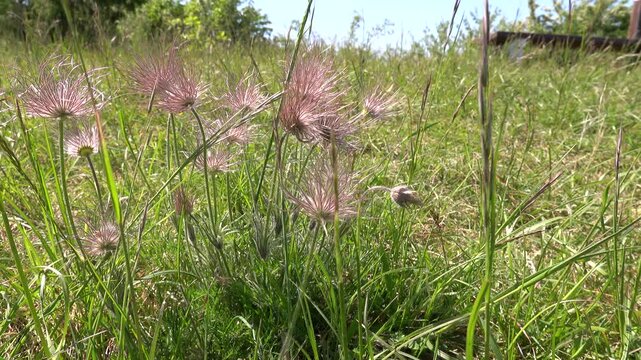 Gew&ouml;hnliche Kuhschelle (Pulsatilla vulgaris) , K&uuml;chenschelle, Fruchtst&auml;nde wehen im Wind
