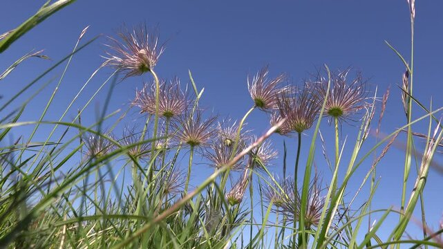 Gew&ouml;hnliche Kuhschelle (Pulsatilla vulgaris) , K&uuml;chenschelle, Fruchtst&auml;nde wehen im Wind