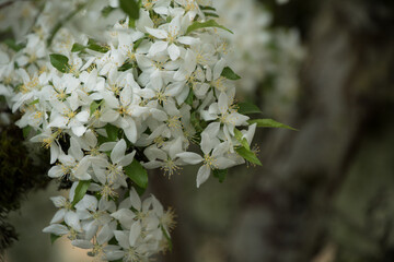 A Close-Up of Delicate White Blossoms - 3