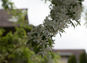 A Close-Up of Delicate White Blossoms - 4