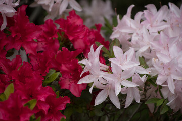 A breathtaking contrast of azalea colors!