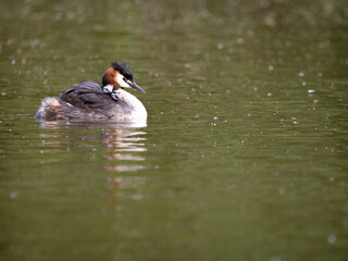 Adult Great Crested Grebe with Young Fledgling Chicks on her back.