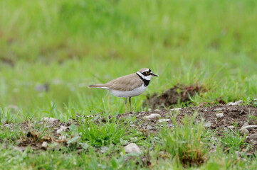 Little Ringed Plover in the grass. Charadrius dubius