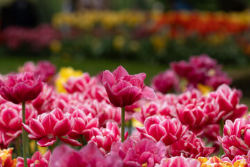Colorful tulips in full bloom at Keukenhof Gardens, Netherlands, captured in spring 2025. A vivid scene of Dutch springtime beauty and floral diversity.