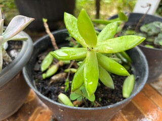 Bright Green Sedum Adolphi Succulent with Water Droplets