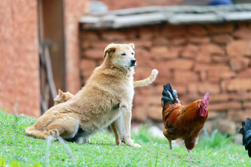 A dog in the chicken farm