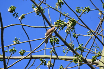 Brahminy starling&nbsp;or&nbsp;brahminy myna sitting on White Silk Cotton Tree. This bird is sucking the nectar of the flower of the White Silk Cotton Tree. Sturnia pagodarum. Member of the&nbsp;starling&nbsp;family.