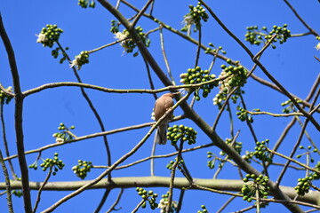 Brahminy starling or brahminy myna sitting on White Silk Cotton Tree. This bird is sucking the nectar of the flower of the White Silk Cotton Tree. Sturnia pagodarum. Member of the starling family.