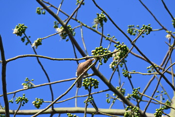 Brahminy starling or brahminy myna sitting on White Silk Cotton Tree. This bird is sucking the nectar of the flower of the White Silk Cotton Tree. Sturnia pagodarum. Member of the starling family.