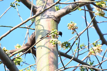 Brahminy starling or brahminy myna sitting on White Silk Cotton Tree. This bird is sucking the nectar of the flower of the White Silk Cotton Tree. Sturnia pagodarum. Member of the starling family.