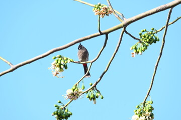 Brahminy starling or brahminy myna sitting on White Silk Cotton Tree. This bird is sucking the nectar of the flower of the White Silk Cotton Tree. Sturnia pagodarum. Member of the starling family.