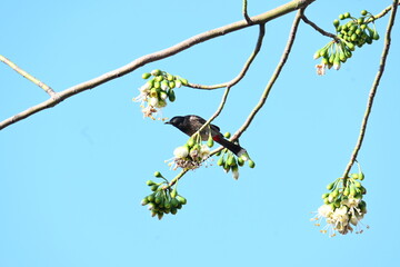 Brahminy starling or brahminy myna sitting on White Silk Cotton Tree. This bird is sucking the nectar of the flower of the White Silk Cotton Tree. Sturnia pagodarum. Member of the starling family.