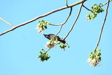 Brahminy starling or brahminy myna sitting on White Silk Cotton Tree. This bird is sucking the nectar of the flower of the White Silk Cotton Tree. Sturnia pagodarum. Member of the starling family.